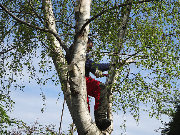 Harvard, NE Tree Care Company